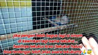 Materi Cetak Tekukur Multikuk Kuk Banyakpart Kbf