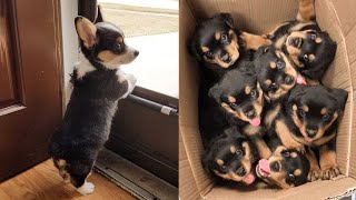 Cute Puppies Doing Funny Things 2021 #1 Cutest Dogs
