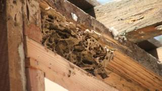 Call 626-344-2464|Termite Damage Drywood Tent vs Orange Oil Pasadena