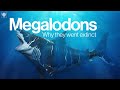 Megalodon: τα αίτια της εξαφάνισης του μεγαλύτερου θηρευτή της ιστορίας [Βίντεο]