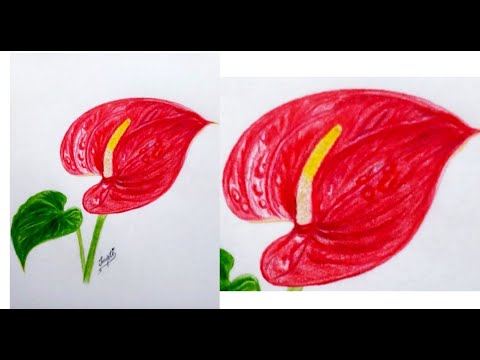 indoor plants for sale Peace Lily for Sale main image 0