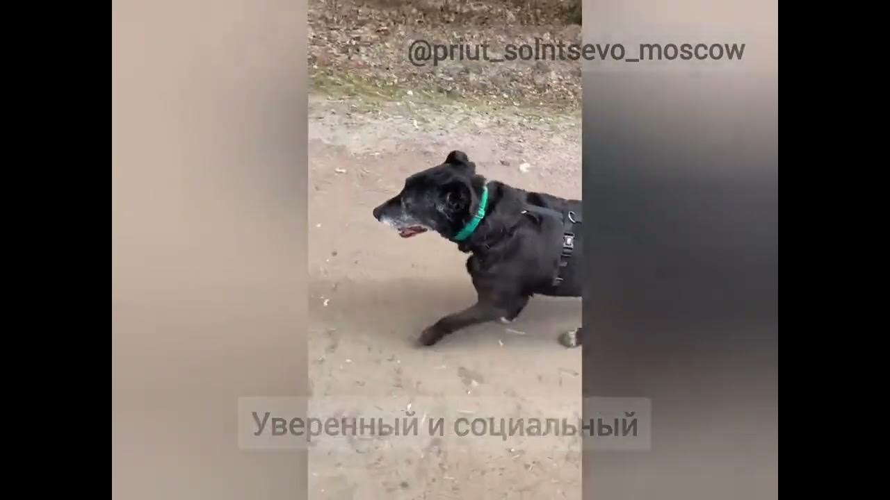 Сема очень голодный или встретил собак. Сема очень голодный или встретил собак