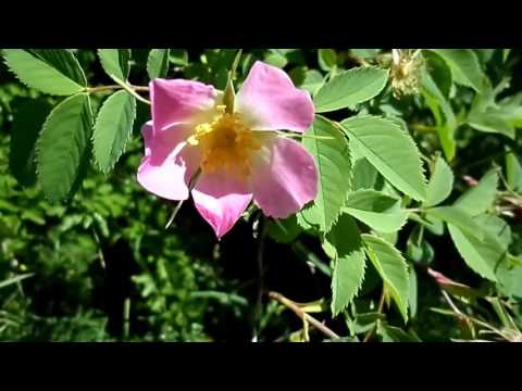 Dog Rose (Rosa