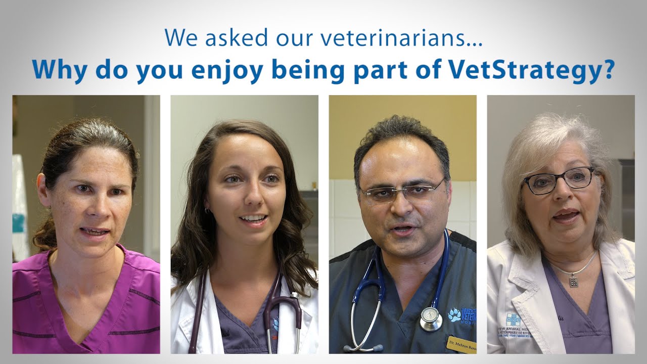 Why do veterinarians enjoy being part of VetStrategy? YouTube