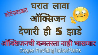 oxygen providing indoor plant|घरी ऑक्सिजन देणारी ही 5 झाडे लावा,ऑक्सिजन कमतरता कधीच नाही भासणार