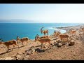 Desierto de Judea, con vista al Mar Muerto y la fauna local como protagonista. 🇮🇱