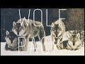 How To Meet Like Minded People (Cultivating your wolfpack!) My Story