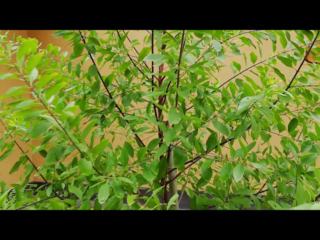 Discovering the uncharted stories of the sandalwood tree​ | Times of India