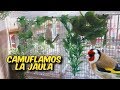CRÍA DE JILGUEROS EN CAUTIVIDAD, CUBRIMOS LA JAULA