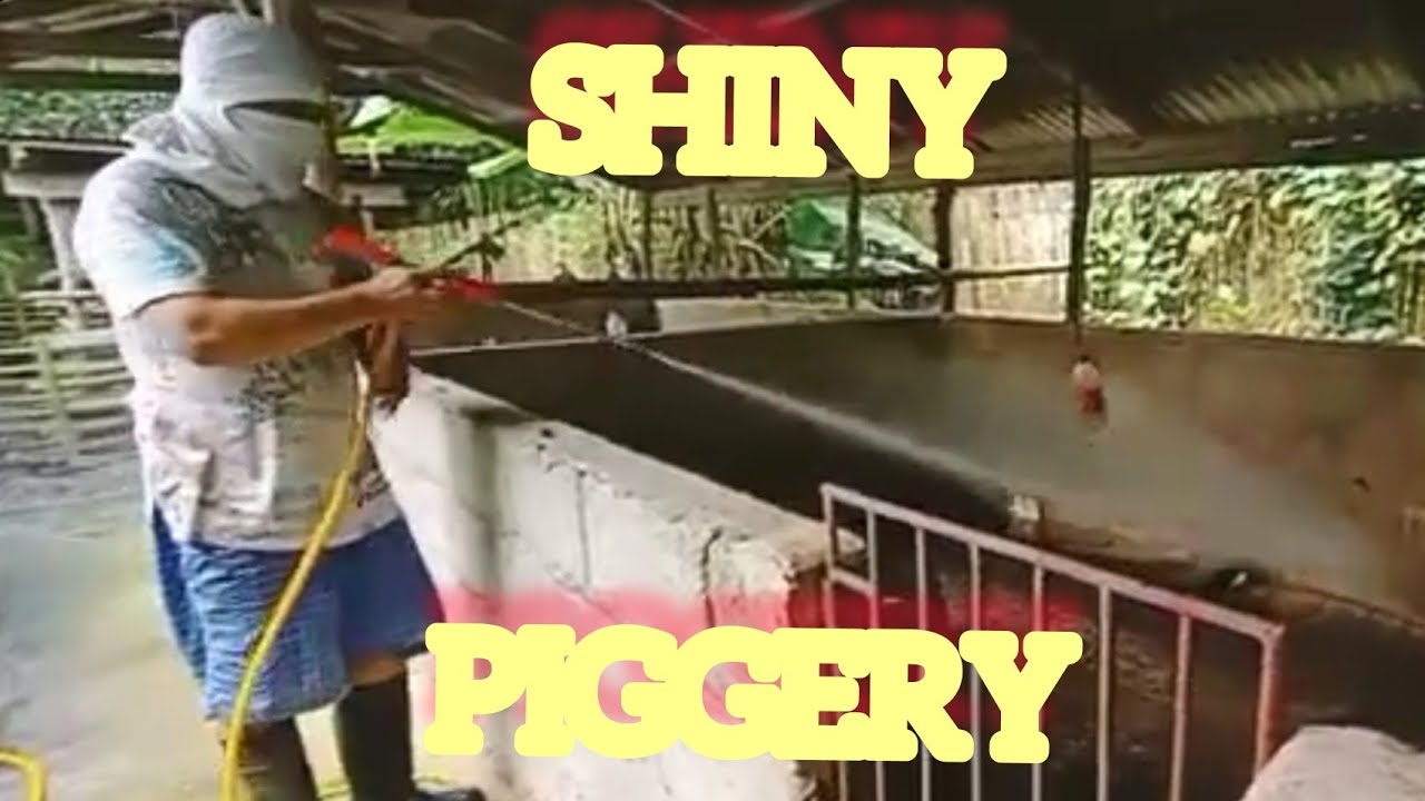 PIGGERY CLEANING - YouTube
