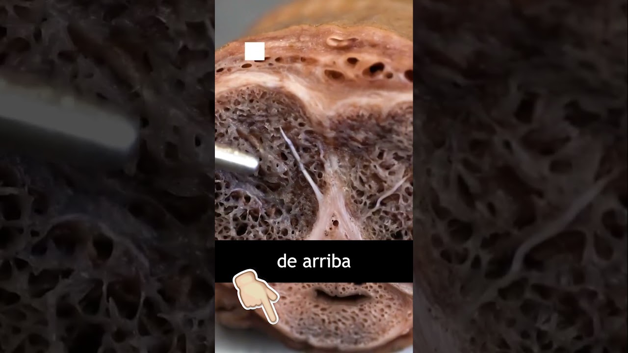 Así funciona una erección!