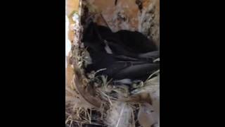Baby Tree Swallows