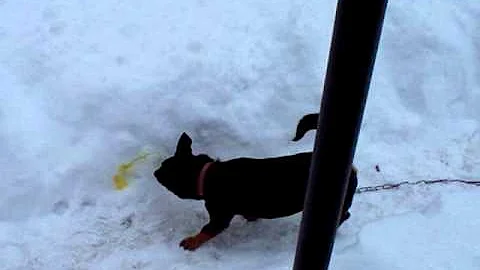 Calvin & Tamika Playing in Snow