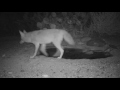 Coyotes Visit the Waterhole