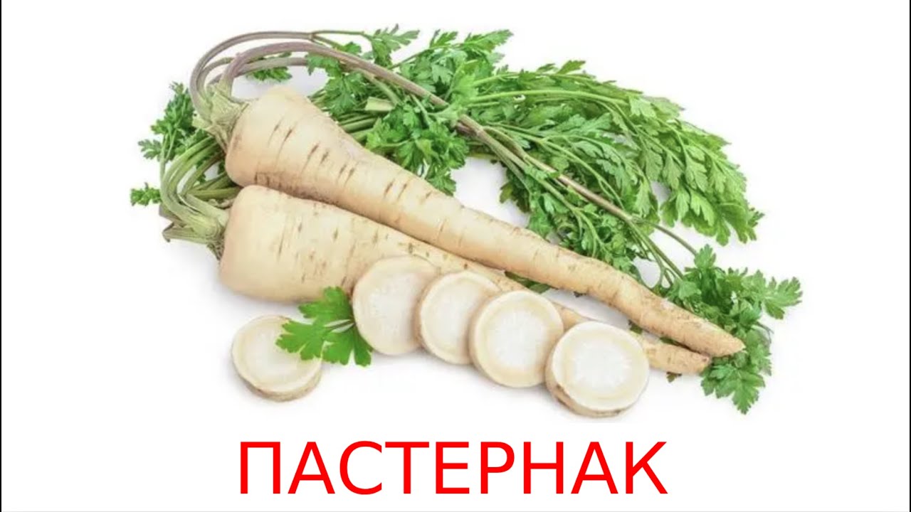 Овощи: Пастернак. Карточки Домана. общееразвитие развитиеребёнка - YouTube