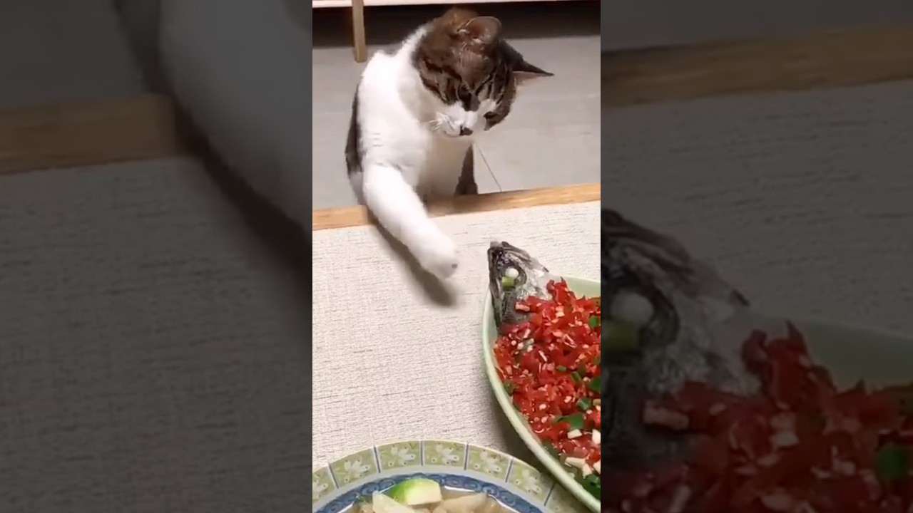 Cat Tastes Fish from Distance Using Paw