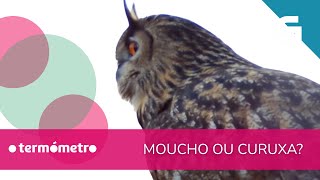 🦉 MOUCHO vs CURUXA: diferencias que debes saber