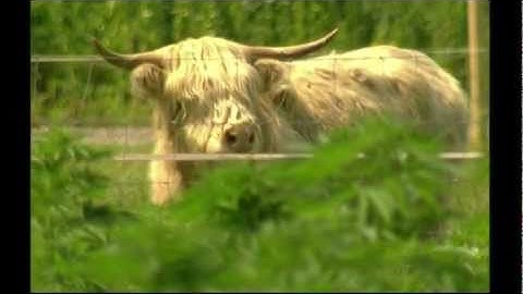 BBC World Service feature story - Hemp Cows