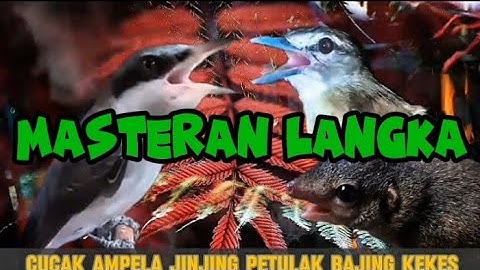 KOMBINASI cucak kucing,jinjing petulak dab bajing kekes