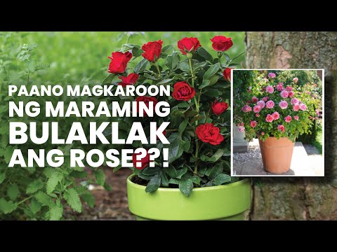 Video: Growing Roses For Beginners: Paano Alagaan ang Rosas