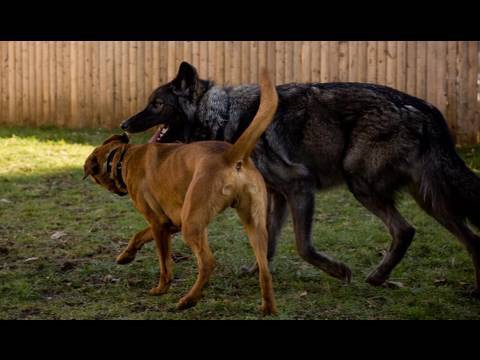 Dog Training with a Wolf - www.SelfHelpDogTraining.com (K9-1)