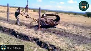 Rescue of Giraffe 🦒 trapped in Fences.  #NatureAndHeritage🐯. |Wildlife's| |Wild Animals| |Short's|