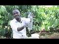 Black Coffee Twig Borer Trap in Coffee Farming Part 2. Emmwanyi Terimba.