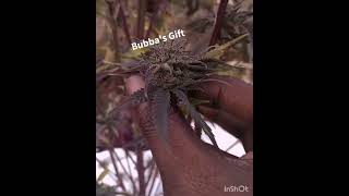 2021 Bubba's Gift Outdoor Weed Grow 3 of 4