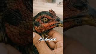 aseel eyes 👀 aseel murga lovers ♥️ #ankushpuhal #aseelmurga #aseelfarm