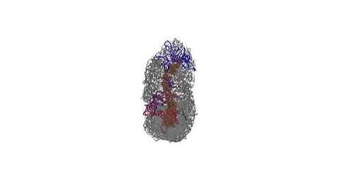 3D structure of mitotic chromosomes