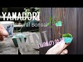 yamasibon＃2　「超ミニ盆栽｣BONSAI
