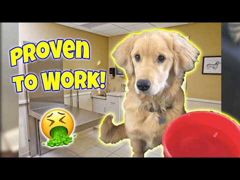 How to make a dog Vomit / Funny and IT WORKS