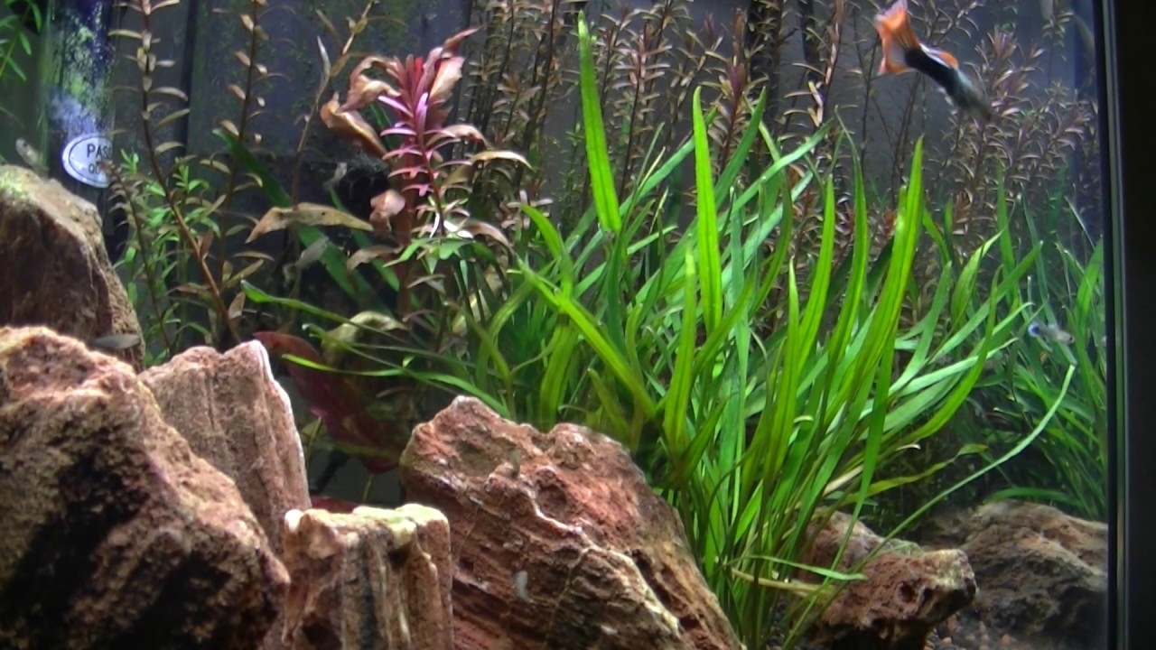 Allestire acquario con piante: step e risultati ottenuti