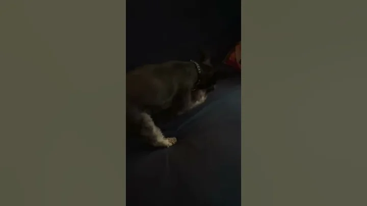 Jennifer Galang   Crazy Dog
