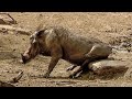 Warthogs Itch their Bums in the Mud