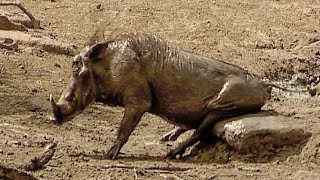 Spa Day in the Wild: Warthogs’ Mud Bath Antics and Playful Rivalries 🐗💦