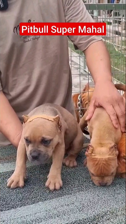 Pitbull Super Mahal