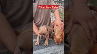 Pitbull Super Mahal