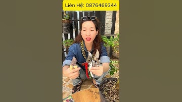 Combo 3 Kéo SK5 Cắt Tỉa Cành Cây - Hotline: 0876469344 #dungcucat  #thinhhanh #review