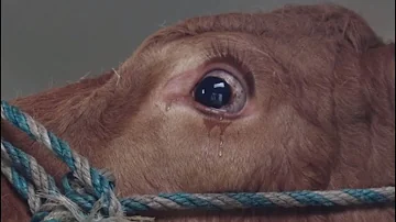 ¿Qué animales no pueden llorar?