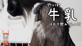 猫用牛乳の飲みっぷりがすごかった！｜ノルウェージャンフォレストキャット by まどろみのノルウェージャン's 121 views 2 years ago 1 minute, 42 seconds