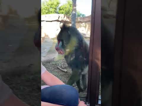 Mandrill at Phoenix Zoo flirts with me.