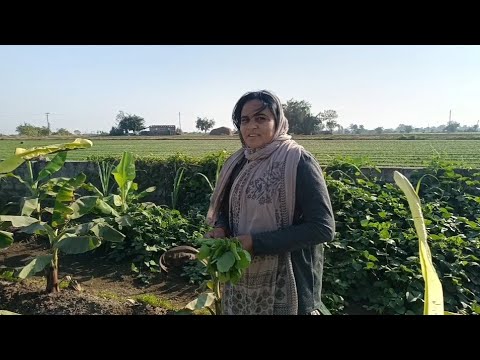 ધેડ પંથકમાં આ જગ્યાએ દેશી રીંગણા નો રોપ મળે