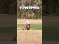 Does anybody know who this is??? #golf #golfer #help