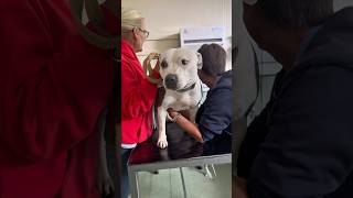 Exciting News Flash Boo Is Having Puppies