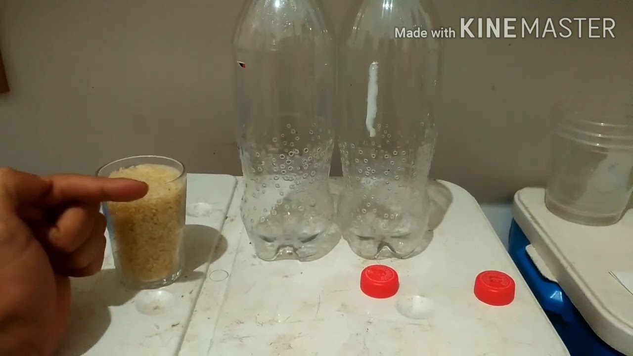 Larvas de mosquito para seus Bettas.(LarviCultura)