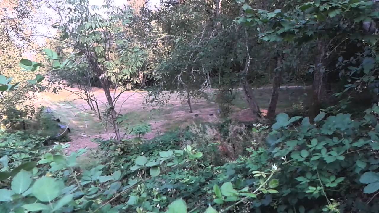 Deer and Blackberries YouTube