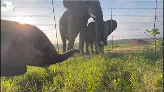 Elephant Calves, Phabeni & Khanyisa Meet at the Orphanage Fence! Plus a Weigh-in!