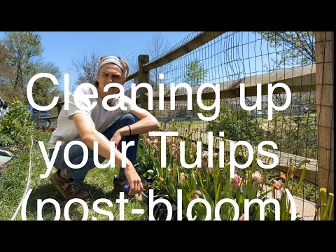 Tulip Cleaning: Post Bloom Tulip Care