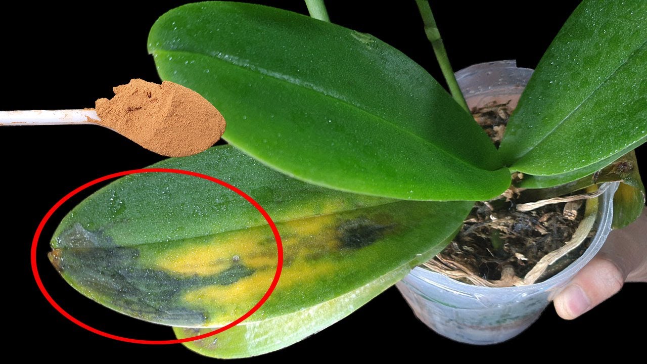 My Orchid Is Dying..... Phalaenopsis Orchid Rescue and Repotting YouTube